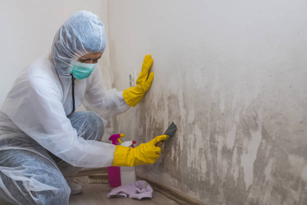 Best Basement Mold Remediation in Aiken, SC