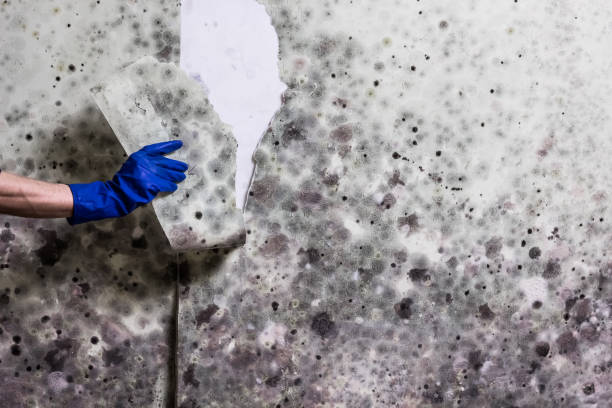 Professional Mold Remediation in Aiken, SC